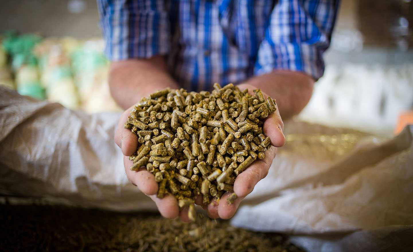 Close up image of hands holding animal feed at a stock yard