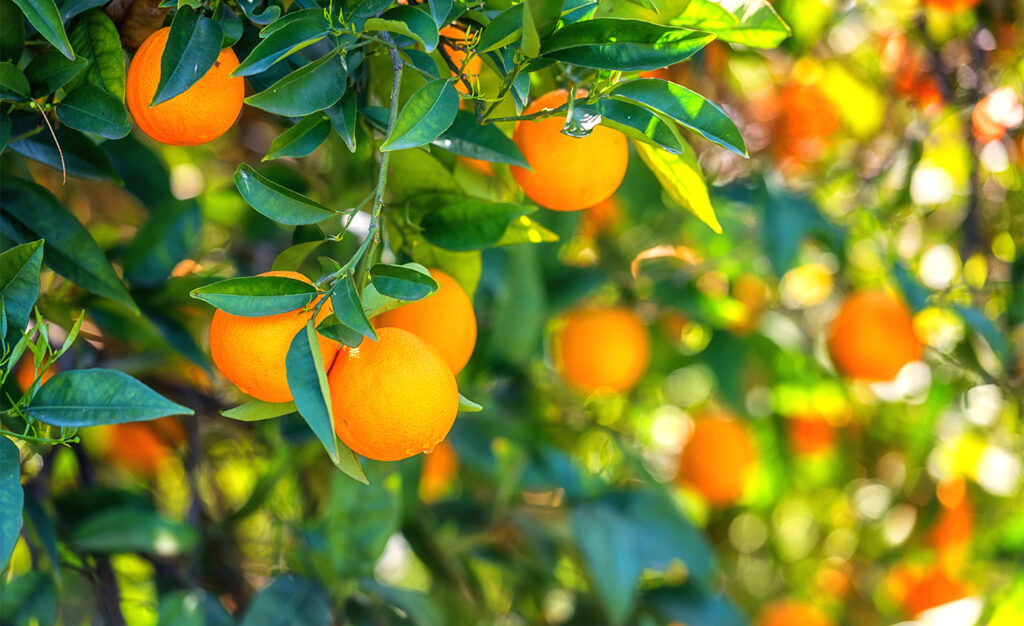 Orange trees representing Sagentia Regulatory's biopesticide services