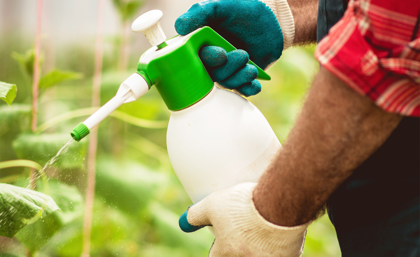 Spraying garden vegetable crops representing Sagentia Regulatory's conventional pesticide services