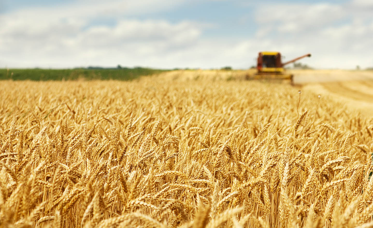 Harvesting agricultural crops representing Sagentia Regulatory's plant protection services