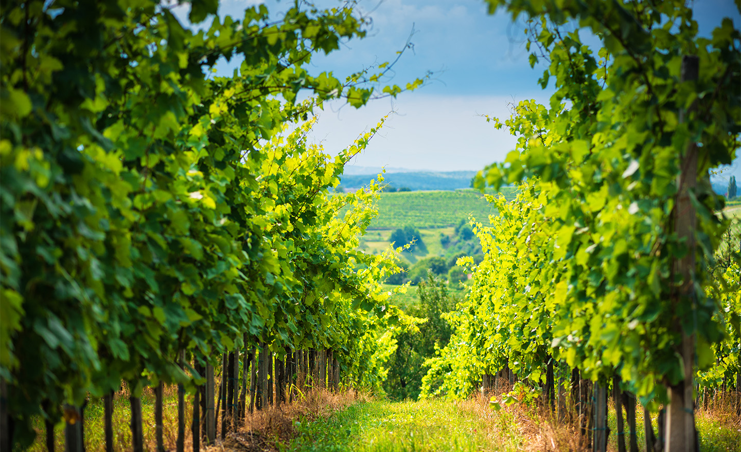 Vineyard representing Sagentia Regulatory's crop protection services