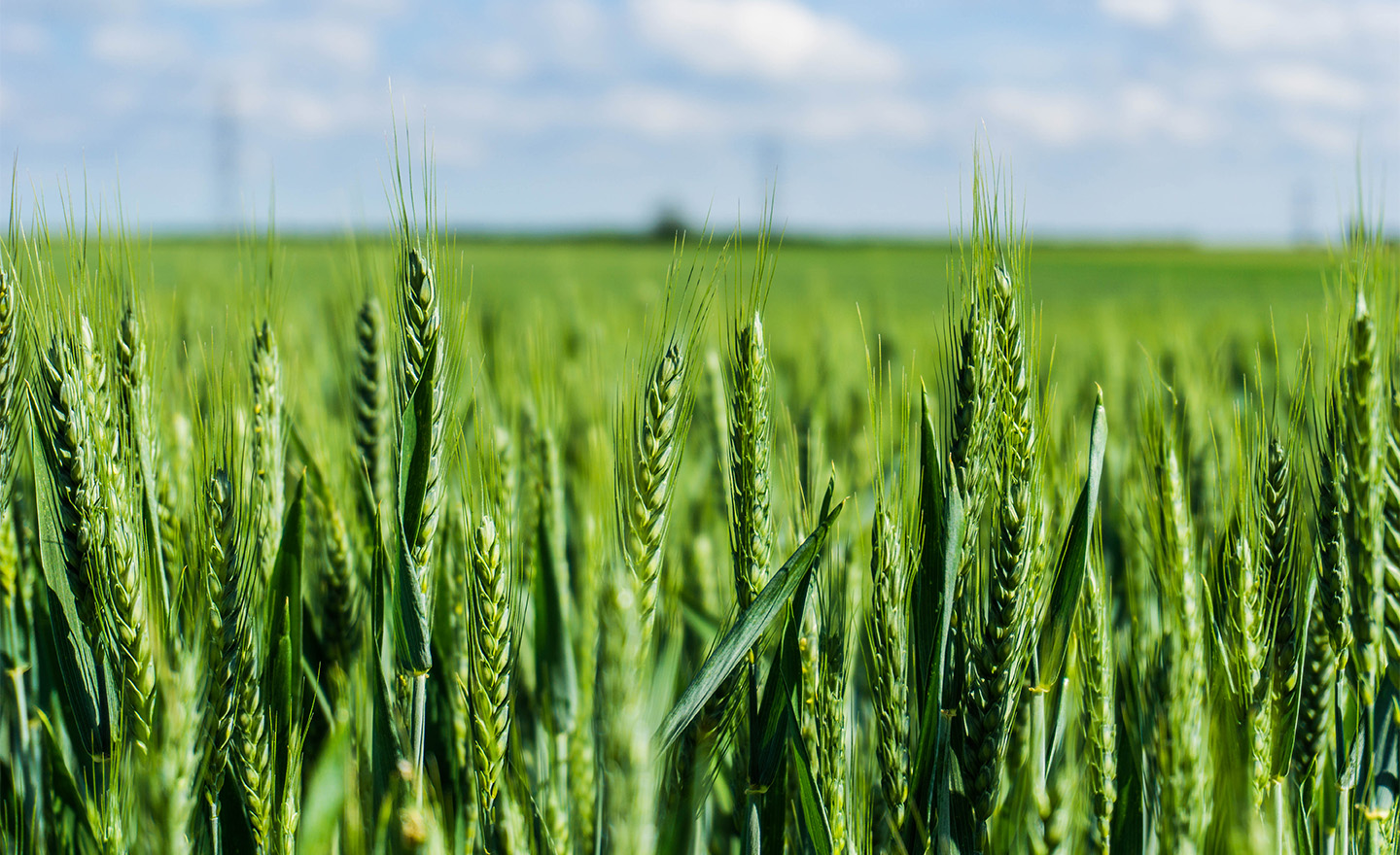 Wheat field representing Sagentia Regulatory's pesticide services