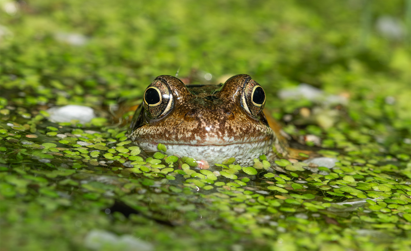 Endocrine disruptor assessments: Understanding Appendix E and Appendix I