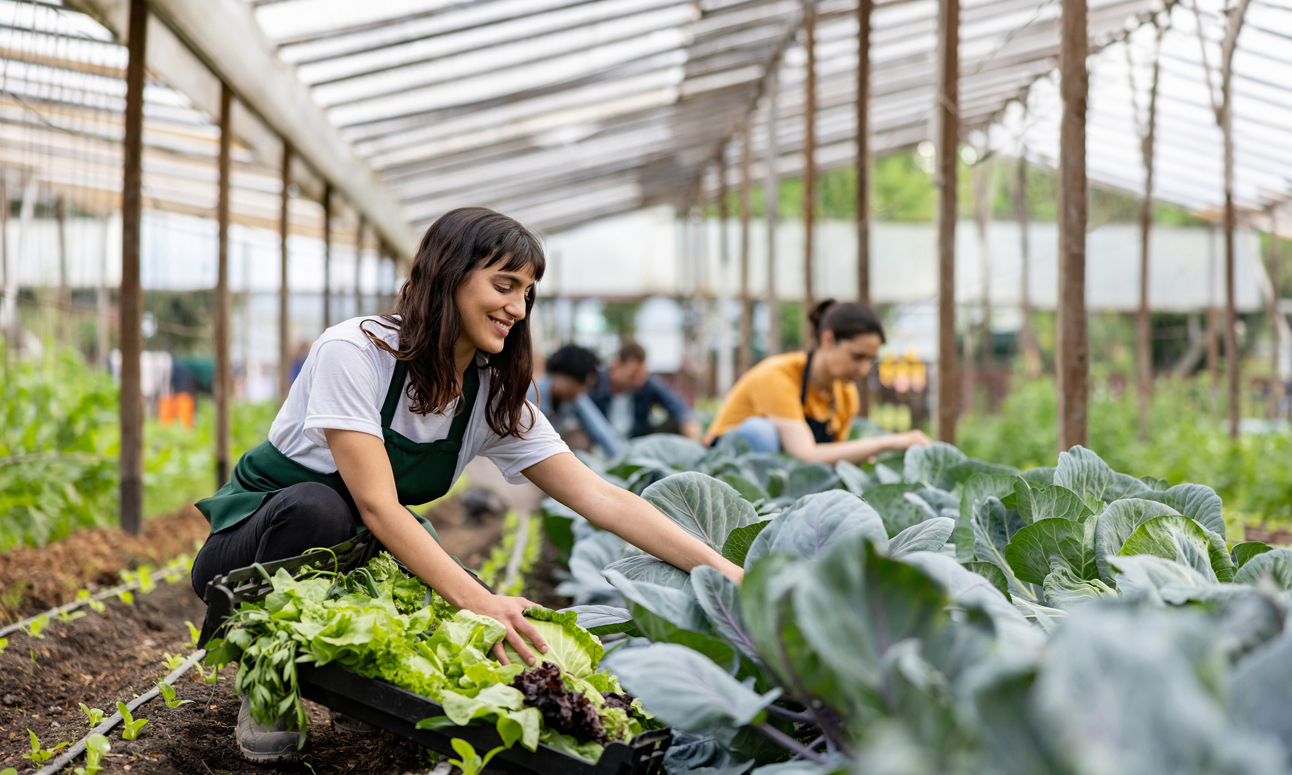 Organic produce being grown representing Sagentia Regulatory's biologicals regulatory services