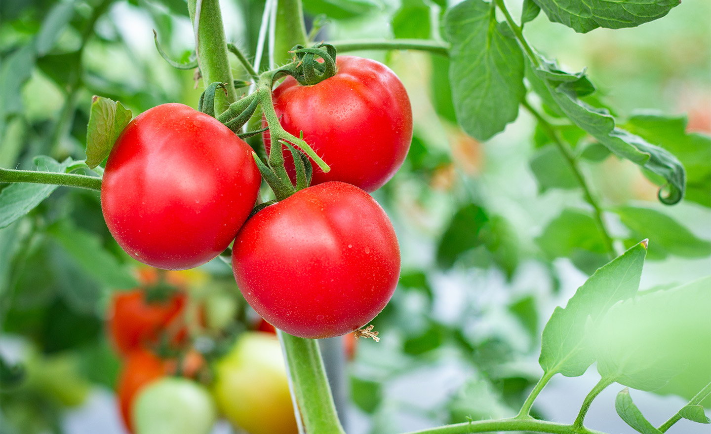 Organic tomatoes representing Sagentia Regulatory's biologicals regulatory services