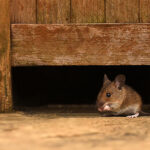 Brown mouse peeking out from under a wooden shelter on a dusty floor.