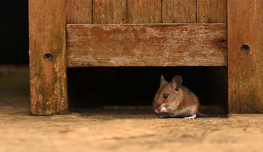 Brown mouse peeking out from under a wooden shelter on a dusty floor.