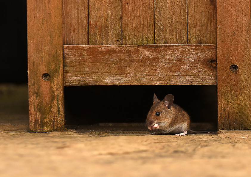 Photo of mouse representing regulatory considerations for hantavirus claims on antimicrobial and rodent control products | Sagentia Regulatory