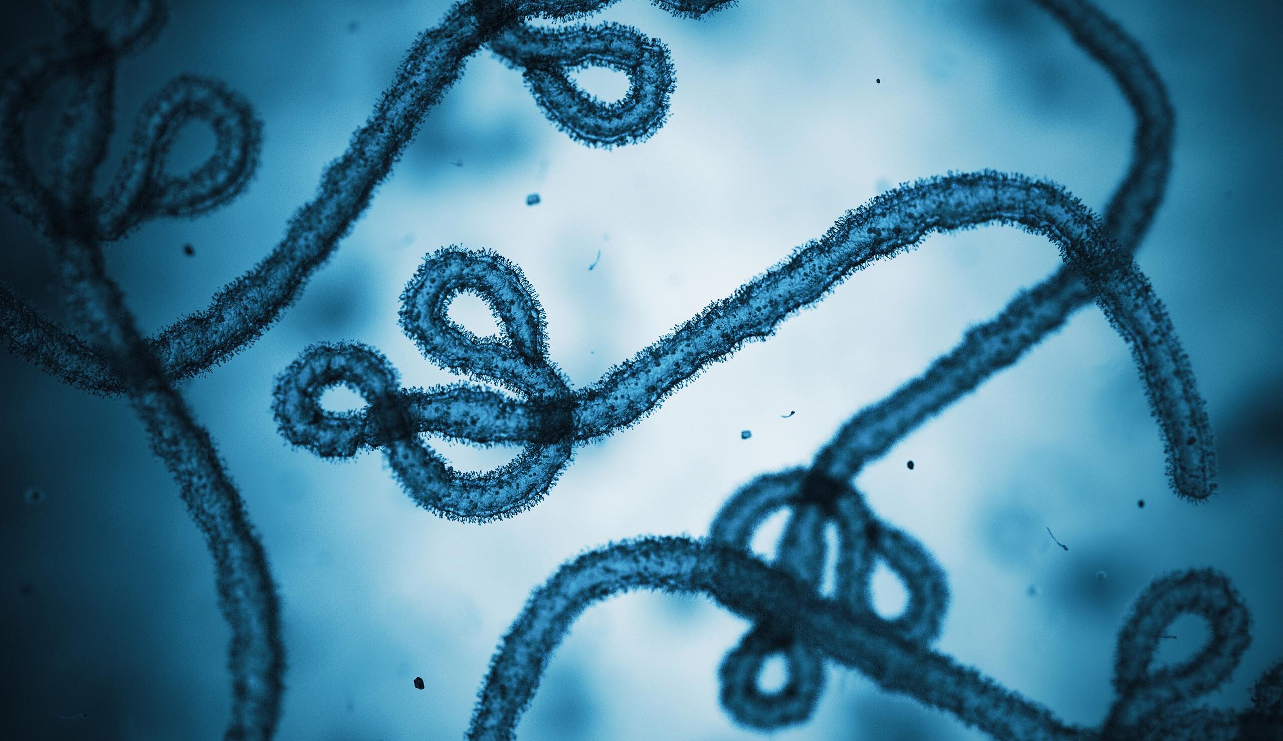 Close-up of blue-tinted, twisted, thread-like structures resembling a DNA double helix under a microscope.