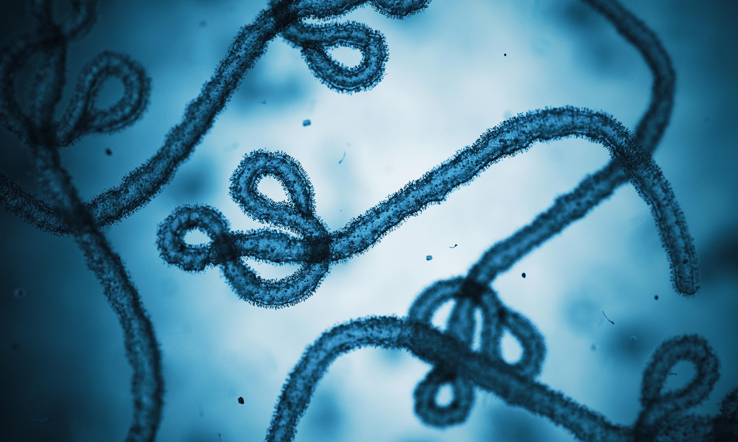 Ebola cells under the microscope illustrating Sagentia Regulatory's article on Health Canada's Emerging Viral Pathogen policy being triggered for Ebola