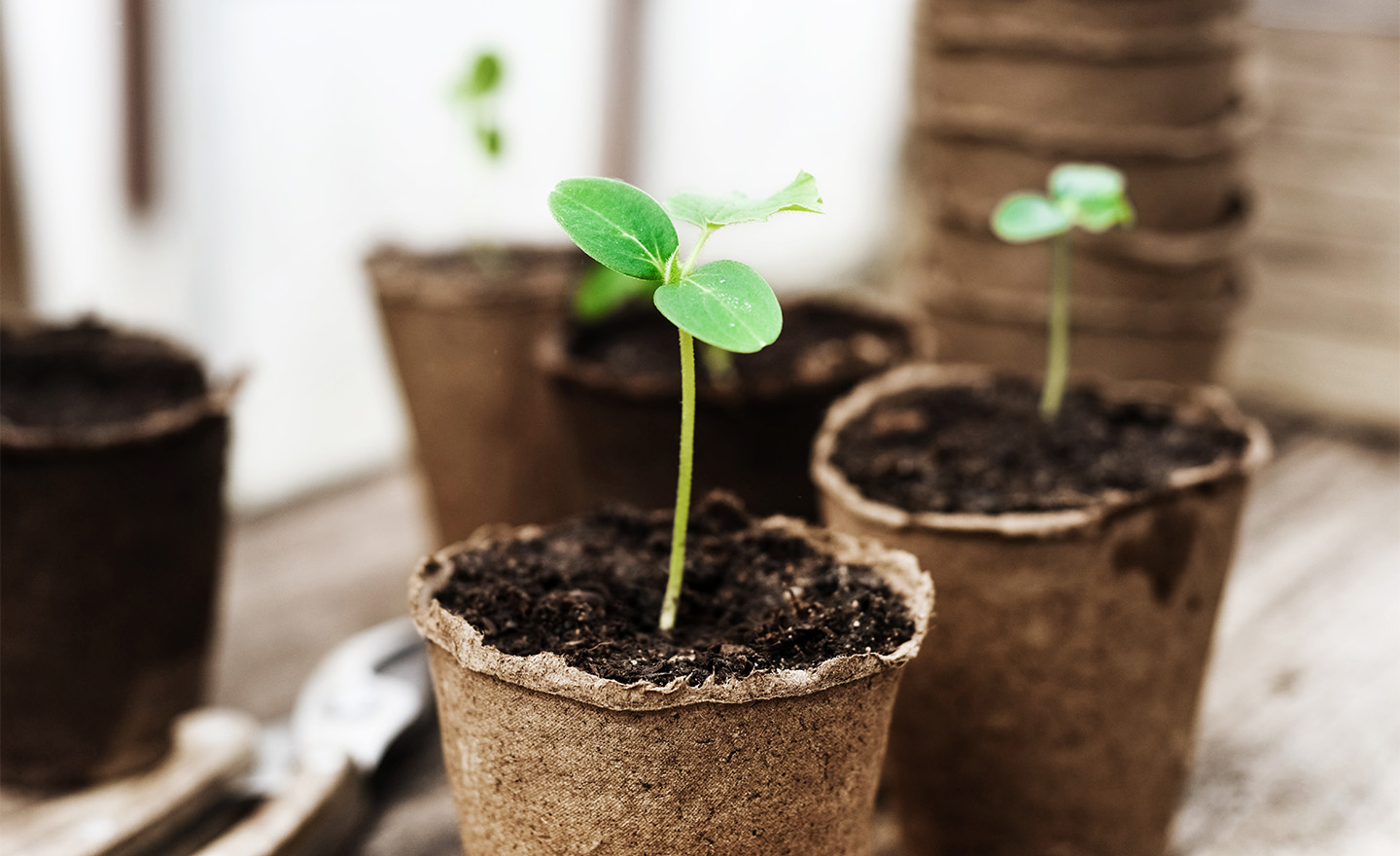 Seedling representing Sagentia Regulatory's pesticide registration services