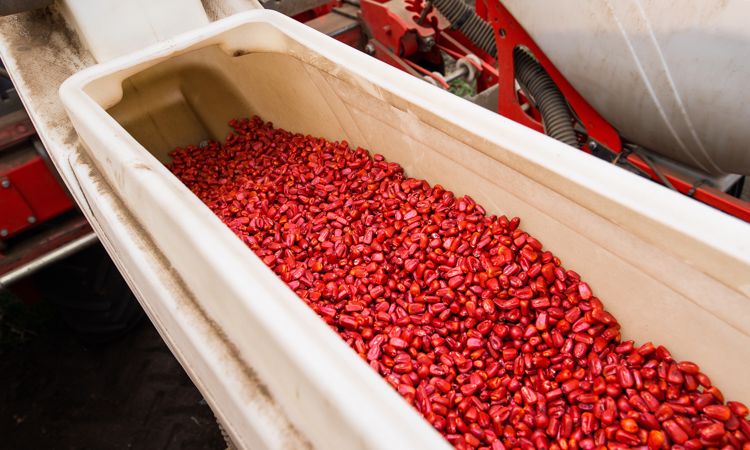 Red corn seeds coated in a pesticide representing Sagentia Regulatory's seed treatment services