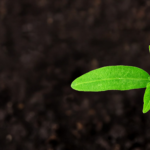 Small bright-green seedling with two round leaves and tiny new growth against dark soil background, showing early plant growth.
