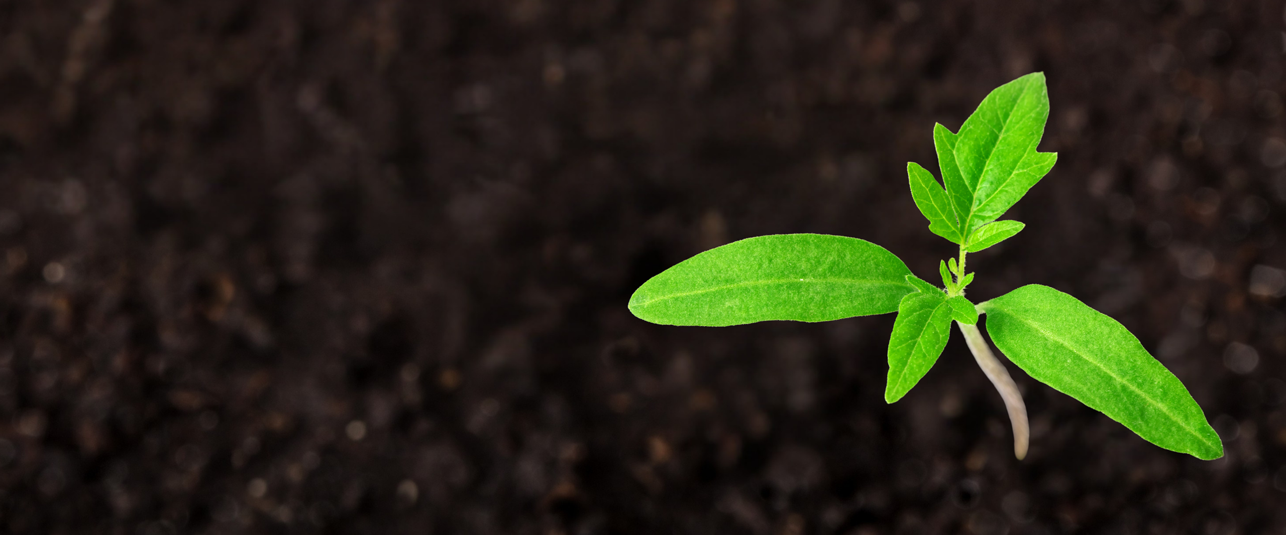 Small bright-green seedling with two round leaves and tiny new growth against dark soil background, showing early plant growth.