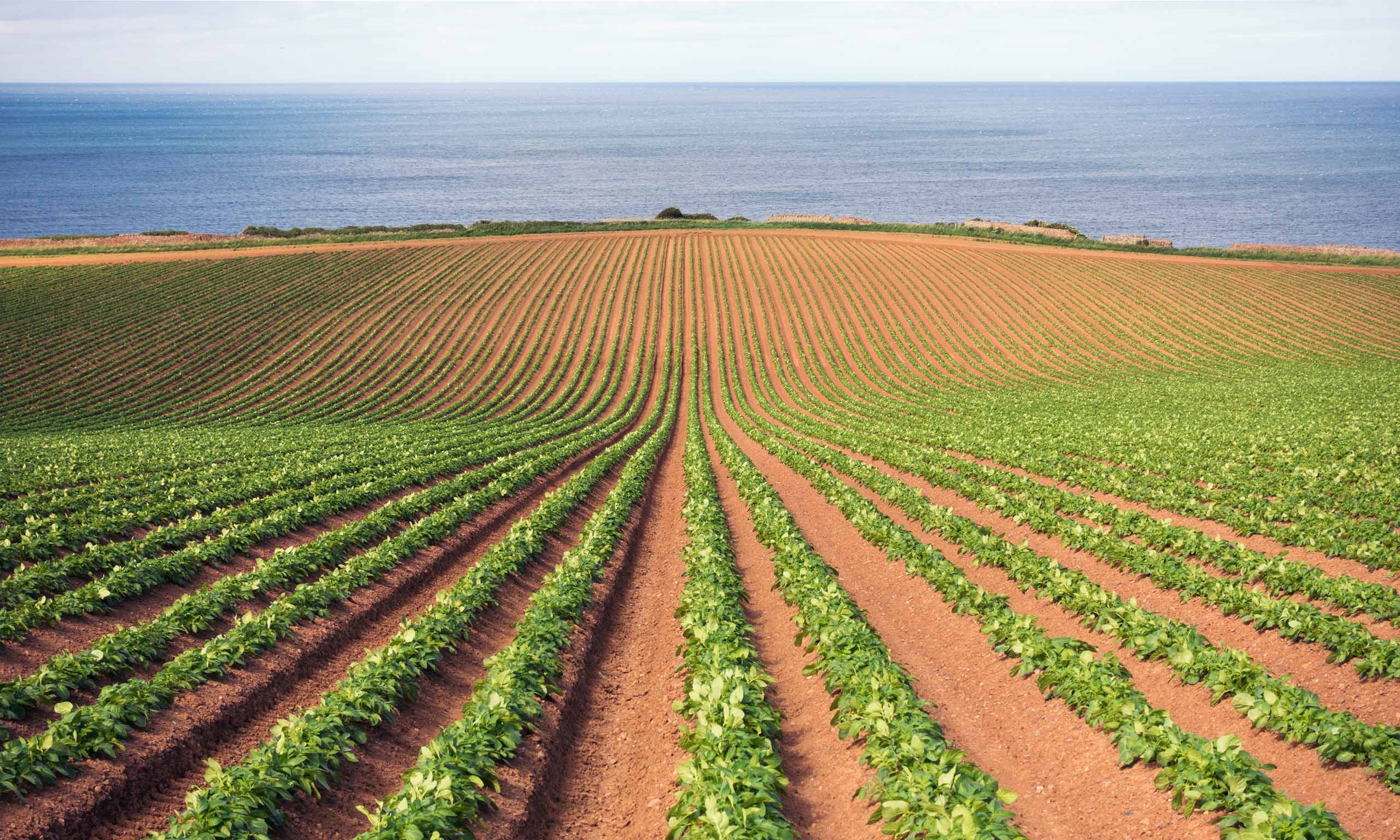 Field with potatoes growing, representing Sagentia Regulatory's Biological Regulatory Strategy Services