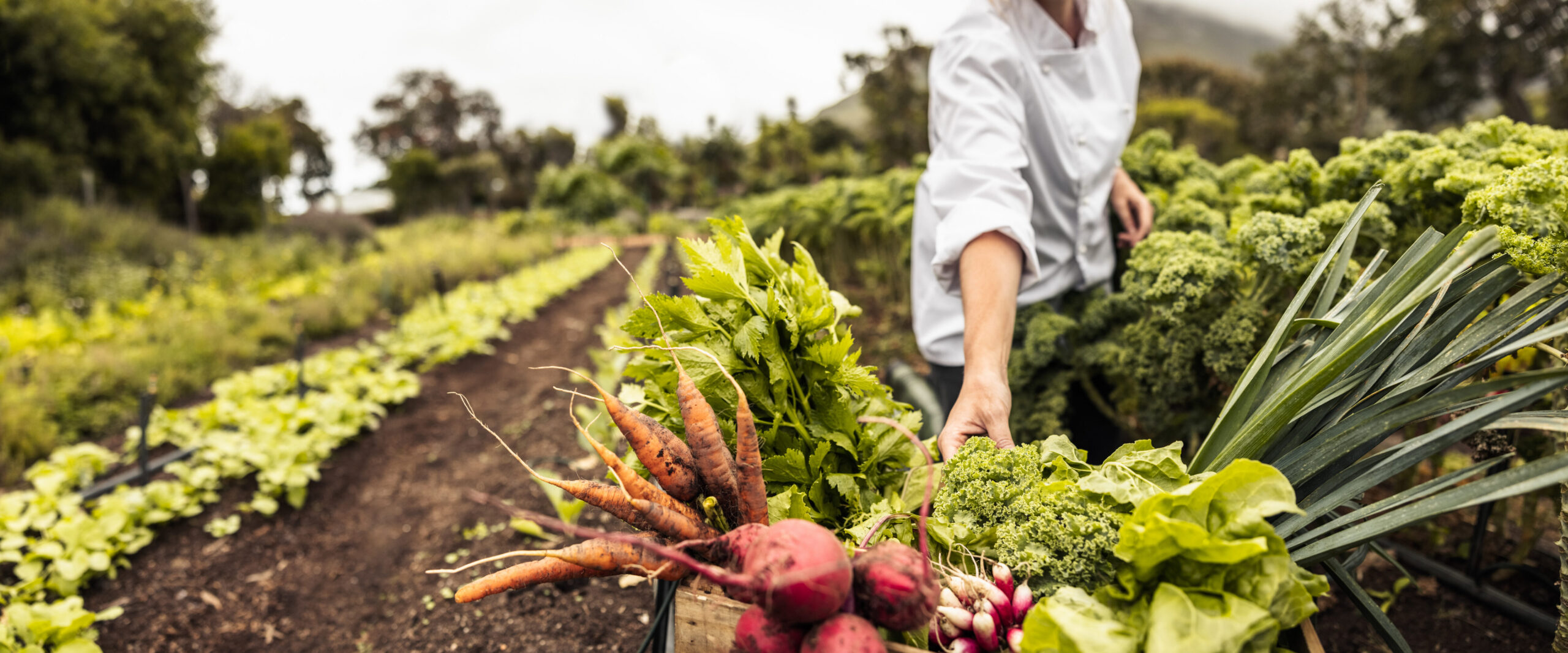 Farmer in a white shirt harvests fresh carrots, beets, kale, and other greens in a sunlit farm field.