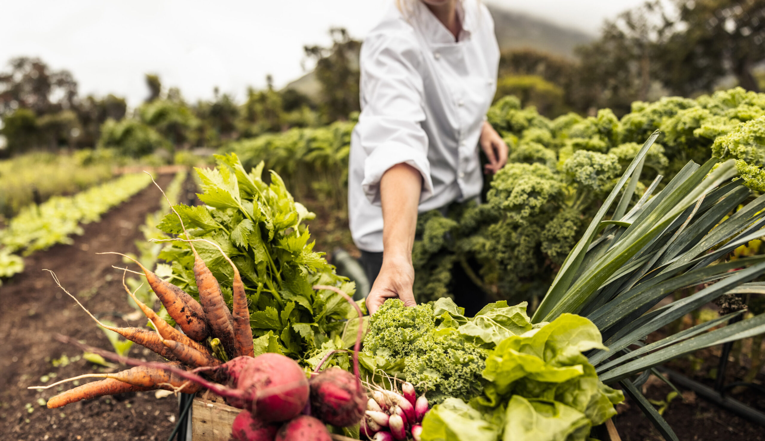 Person in a light shirt harvesting fresh beets and leafy greens in a garden bed; hands reaching for produce with a crate of roots nearby